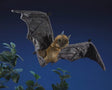 Fruit Bat