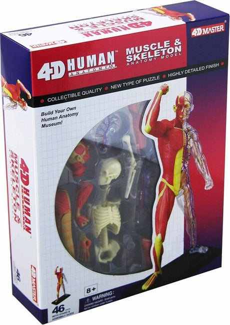 4D Human Muscle and Skeleton Anatomy Model