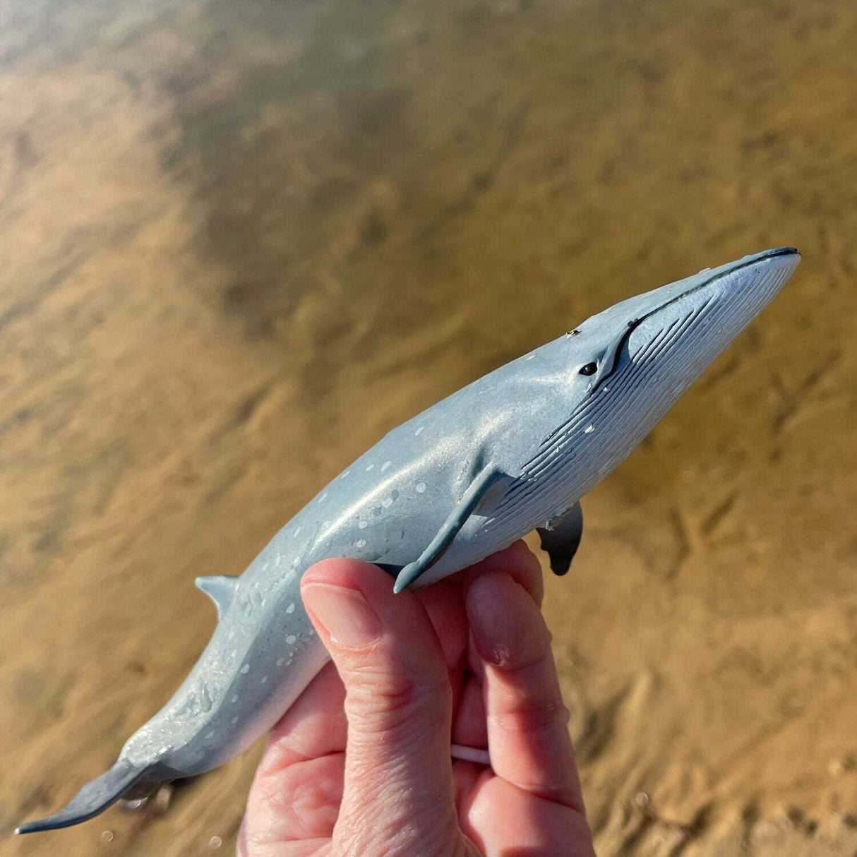 Sei Whale Toy