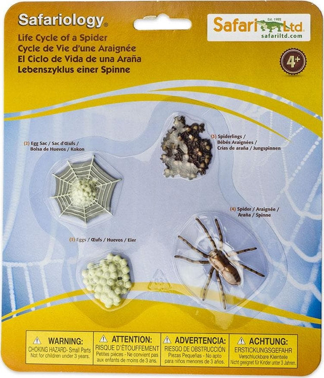 Life Cycle of a Spider