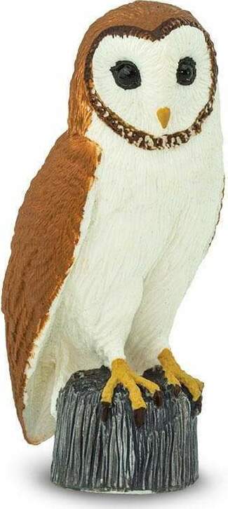 Barn Owl