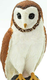 Barn Owl