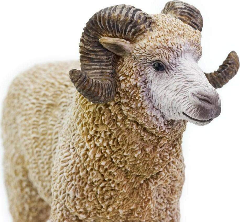 Ram