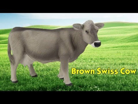 Brown Swiss Cow