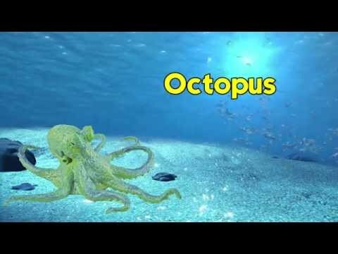 Octopus Toy