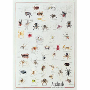 Arachnids Poster Non Laminated